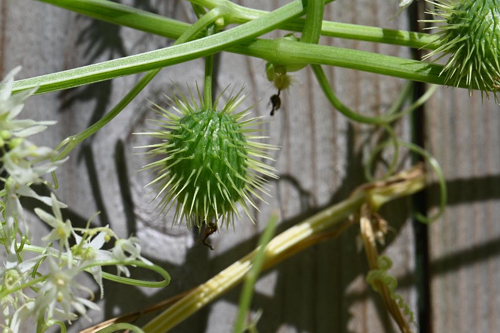 2025-08300239 Broad Meadow Brook, MA.JPG - Wild Cucumber (Echinocystis lobata). Broad Meadow Brook WIldlife Sanctuary, MA, 8-30-2025